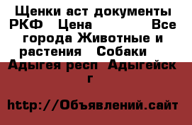Щенки аст документы РКФ › Цена ­ 15 000 - Все города Животные и растения » Собаки   . Адыгея респ.,Адыгейск г.